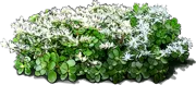 Plant - Wild Stonecrop