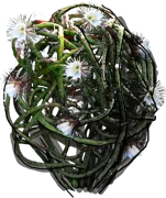 Plant - Selenicereus grandiflorus