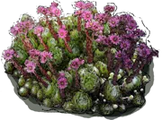 Plant - Sempervivum arachnoid