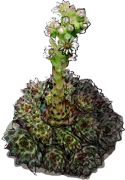 Plant - Sempervivum limb \u0027Sir W. Lawrence\u0027