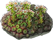 Plant - Sempervivum limb