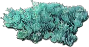 Plant - Kleinia mandraliscae