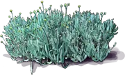 Plant - Blue Chalk Sticks