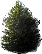 Plant - Coast Redwood
