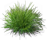 Plant - Blue Green Moor Grass