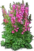 Plant - Prairie mallow