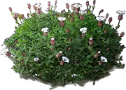 Plant - Sea campion