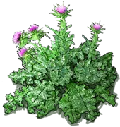 Plant - Blessed milkthistle