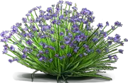 Plant - Blue\u002DEyed Grass