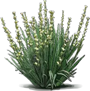 Plant - Pale Yellow\u002DEyed Grass