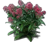 Plant - Skimmia \u0027Rubella\u0027