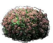 Plant - Skimmia japonica