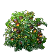 Plant - Primary Colors Tomato