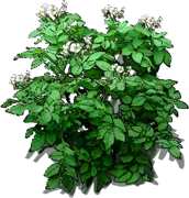 Plant - Yukon gold potato