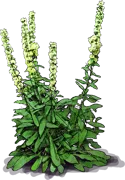 Plant - White Goldenrod