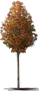 Plant - Montain Ash \u0027Golden Wonder\u0027