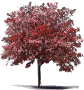 Plant - Chinese Montain Ash