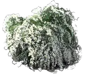 Plant - Van Houtte Spirea