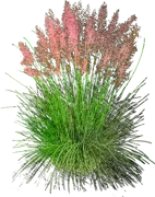 Plant - Prairie dropseed