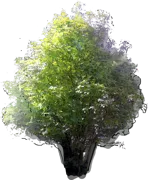 Plant - Bladder Nut
