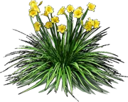 Plant - Hemerocallis hybrida Stella d\u0027Oro