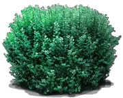 Plant - Common Snowberry
