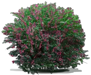 Plant - Coralberry