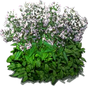Plant - Blue wood aster