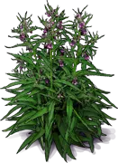 Plant - Common Comfrey