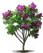 Plant - Lilac \u0027Sensation\u0027