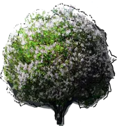 Plant - Syringa vulgaris