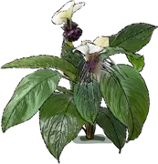 Plant - Bat Plant