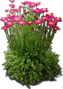 Plant - Painet Daisy \u0027Robinson\u0027s Red\u0027