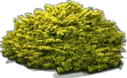 Plant - English Yew \u0027Repens Aurea\u0027