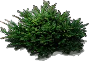 Plant - Yew \u0027Taunton\u0027