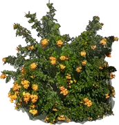 Plant - Yellow trumpetbush