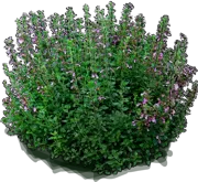 Plant - Wall Germander