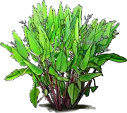 Plant - Red Stemmed Alligator\u002DFlag