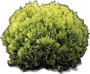 Plant - White cedar \u0027Anna van Vloten\u0027