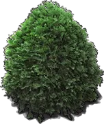 Plant - Dwarf American Arborvitae