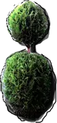 Plant - Bonsai Thuja occidentalis