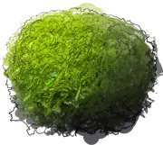 Plant - Danica Arborvitae