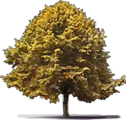 Plant - Silver Linden