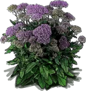Plant - Throatwort