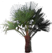 Plant - Windmill Palm