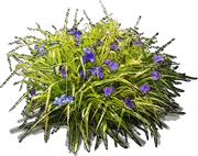 Plant - Spider Lilly \u0027Sweet Kate\u0027