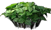 Plant - Trillium red