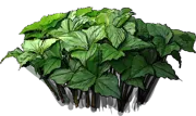 Plant - Trillium flower size
