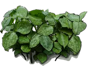 Plant - Trillium yellow
