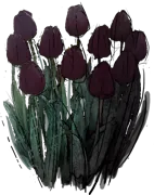 Plant - Tulip \u0027Queen of Night\u0027